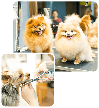 T&R Dogsの想い