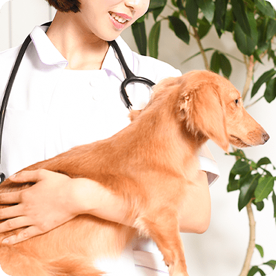 動物病院の看護師として勤務していた豊富な経験と確かな技術力